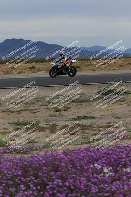 media/Jan-14-2023-SoCal Trackdays (Sat) [[497694156f]]/Turn 14 Exit Bloomig (145pm)/